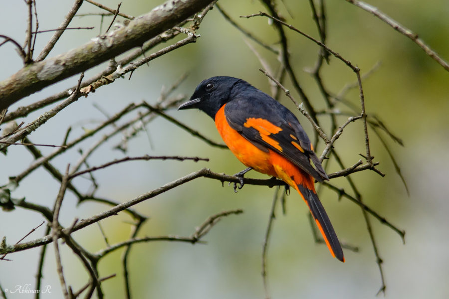 Minivet from Chinnar