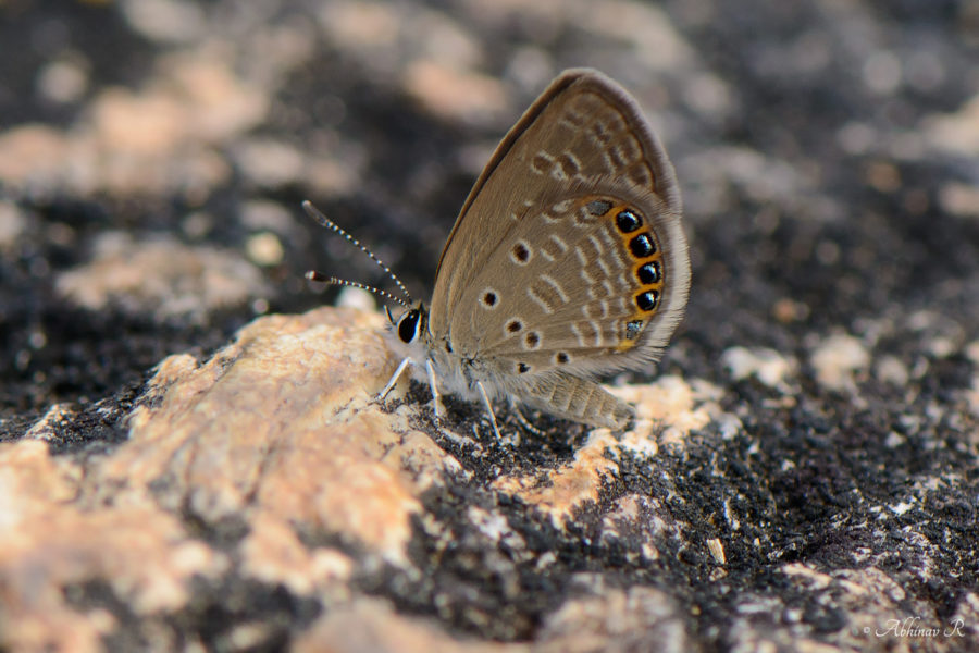 Oriental Grass Jewel - Chilades putli - from Chinnar