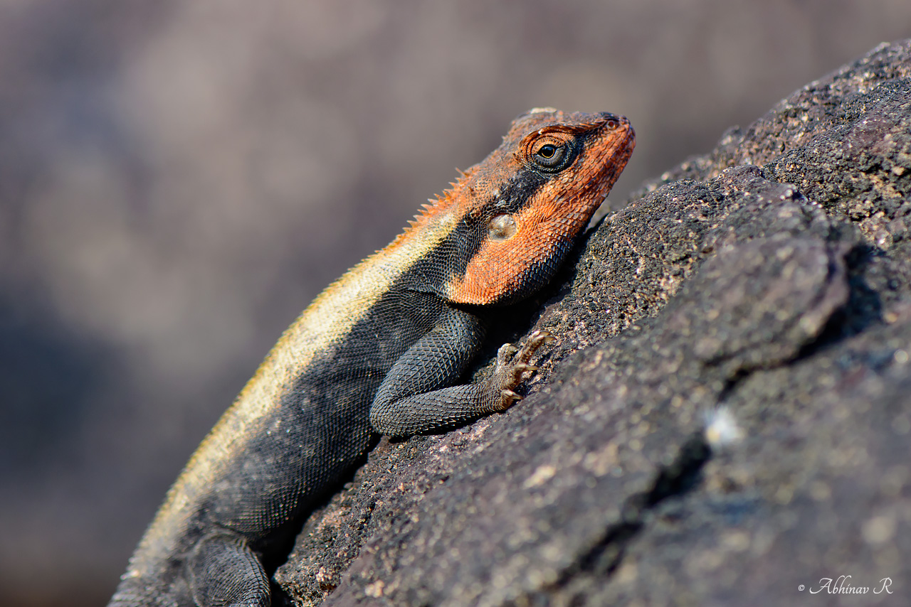 Rock Agamas of Chinnar