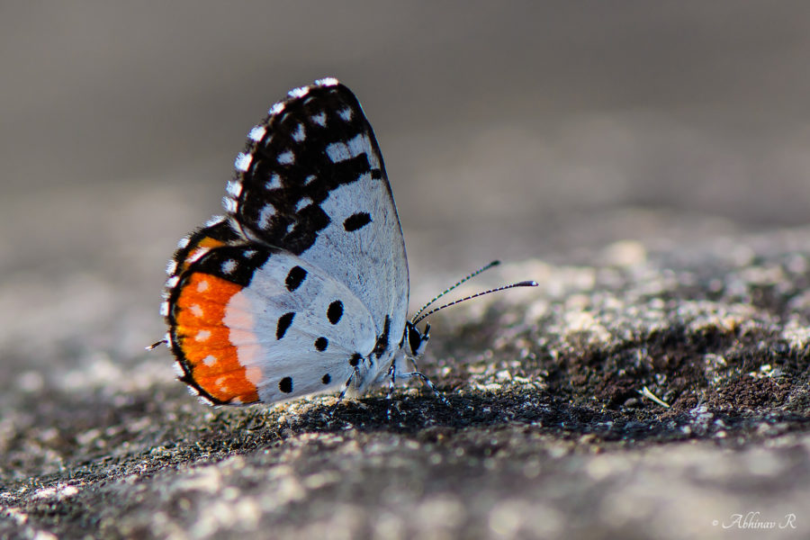 Red Pierrot - Butterflies of Chinnar Wildlife Sanctuary