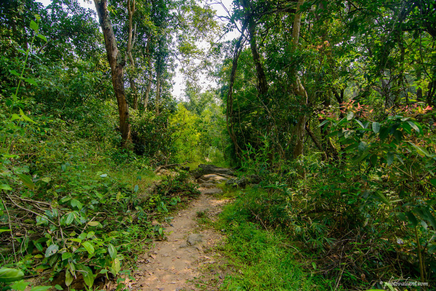 Trekking path to Thoovanam waterfalls