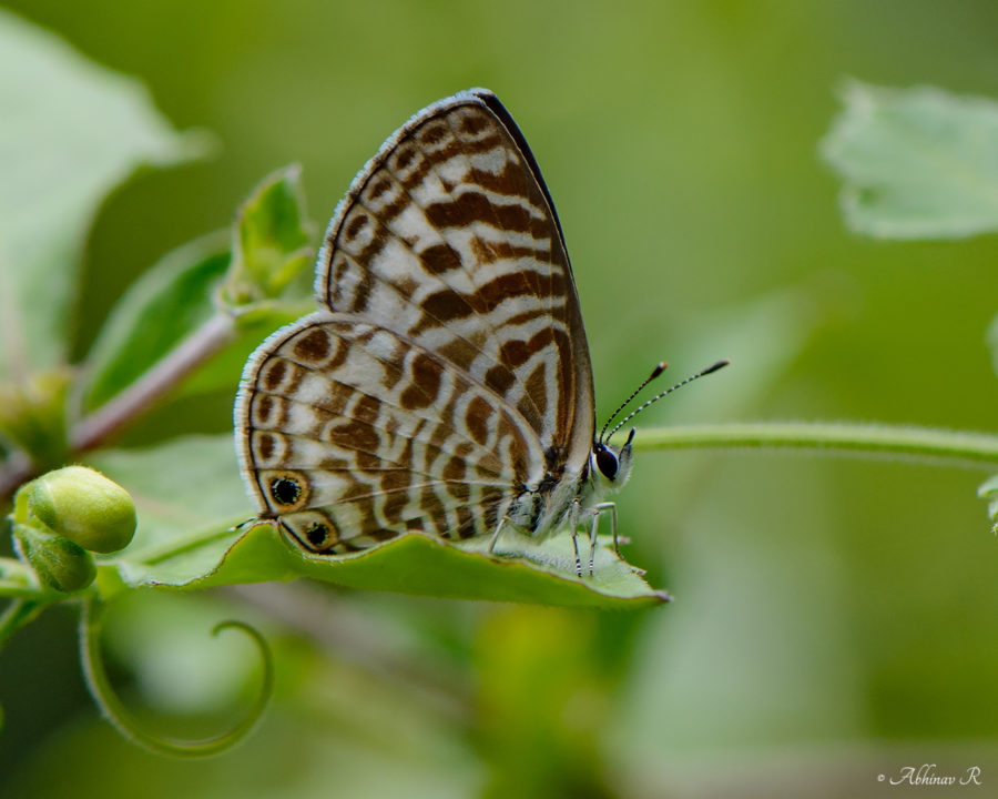 Zebra Blue Butterfly - Butterflies of Chinnar