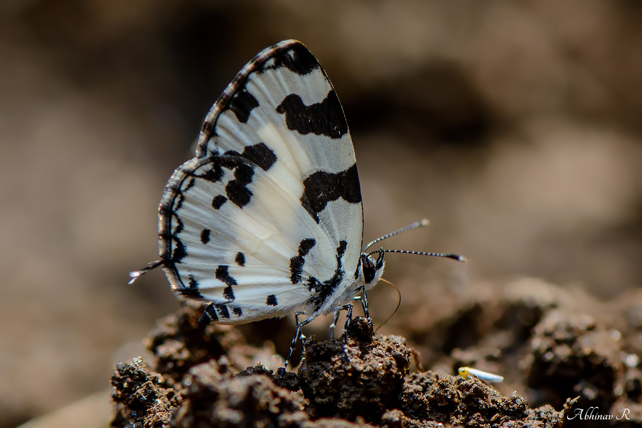 Angled Pierrot Butterfly – Caleta caleta