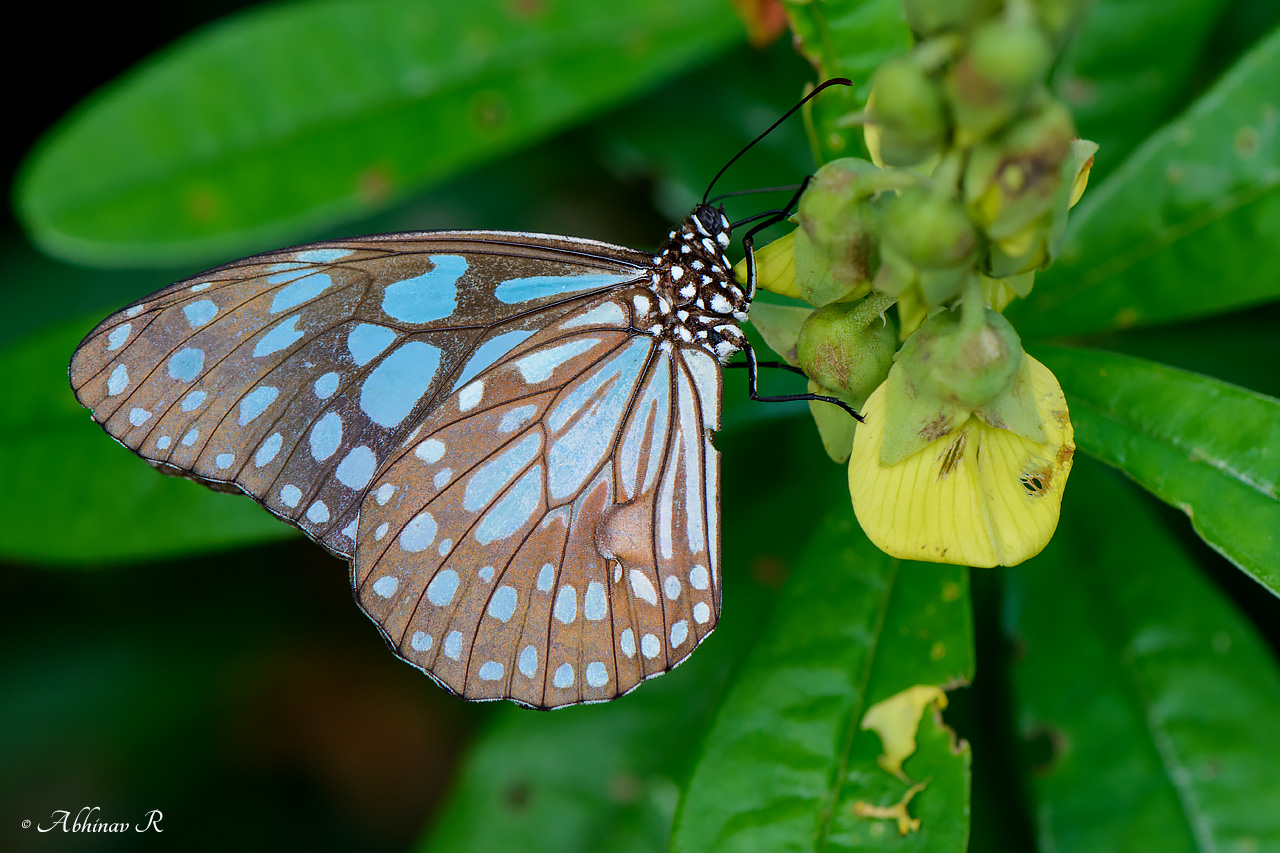 Blue Tiger – Tirumala limniace