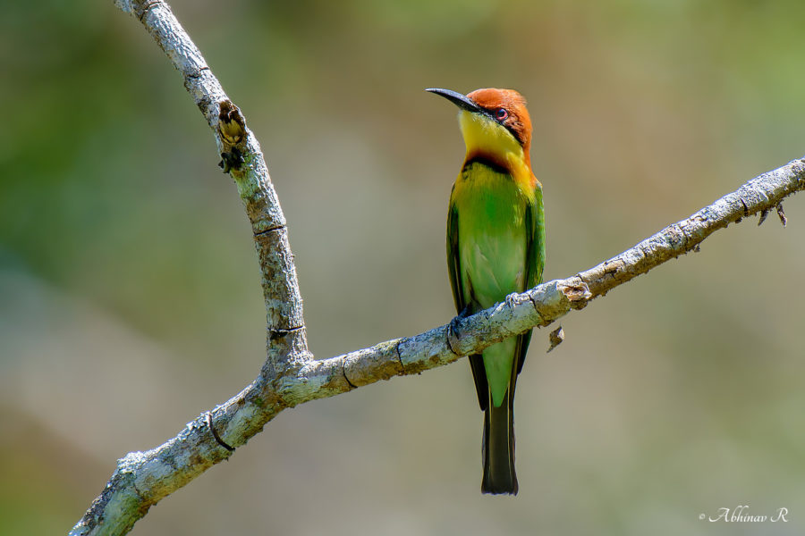 Chestnut-Headed Bee-Eater (Merops leschenaulti)