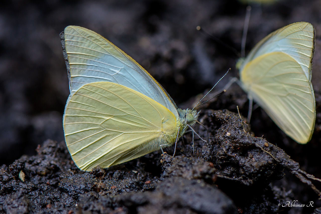 Common Albatross – Appias albina