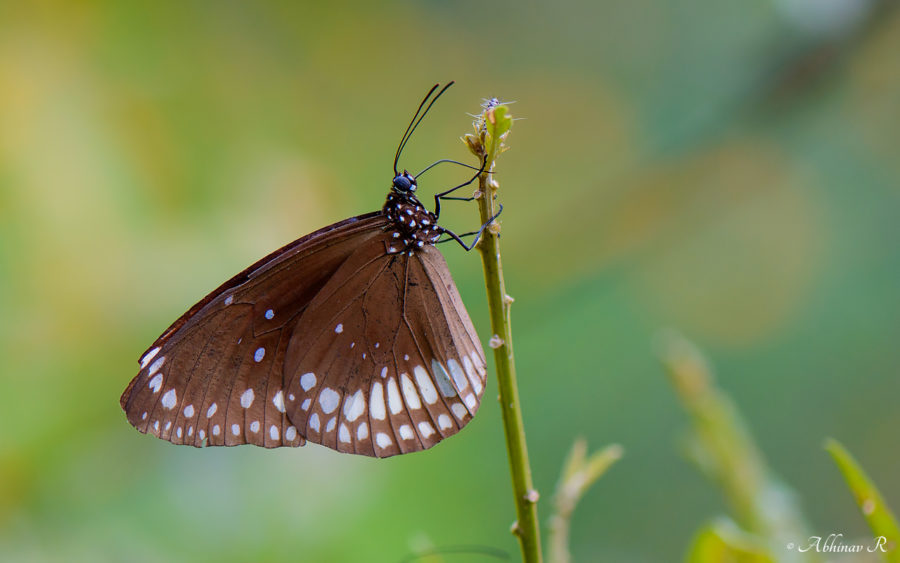Common Crow Butterfly - Euploae core