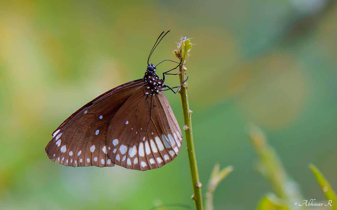 Common Crow Butterfly – Euploe core