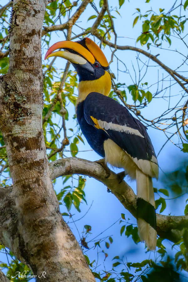 Great Indian Hornbill - Birds of Periyar Tiger Reserve