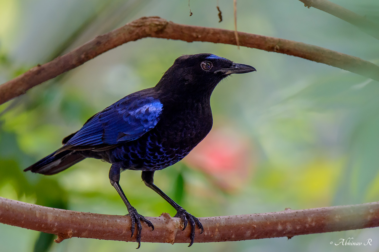 Malabar Whistling Thrush – Myophonus horsfieldii