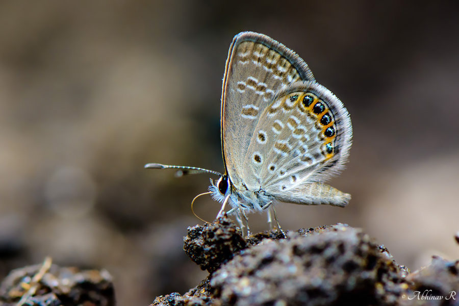 Oriental Grass Jewel - Chilades putli