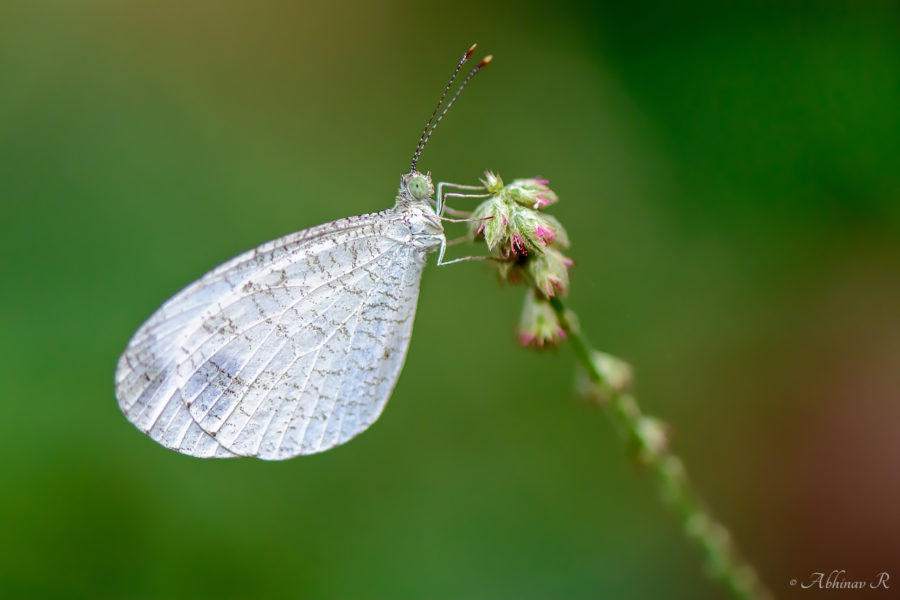 Leptosia nina - Psyche Butterfly