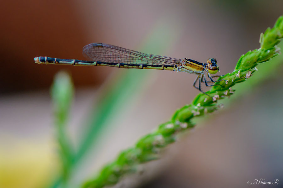 Dragonflies and Damselflies