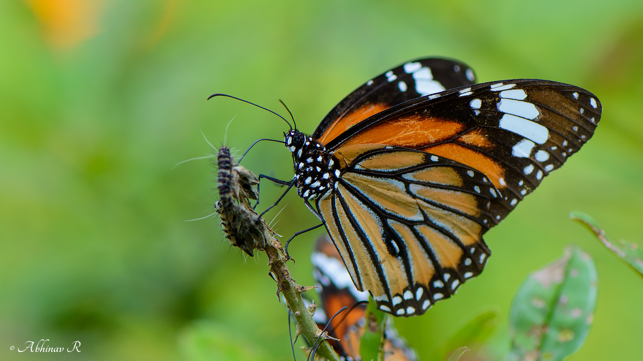 Striped Tiger Butterfly – Danaus genutia