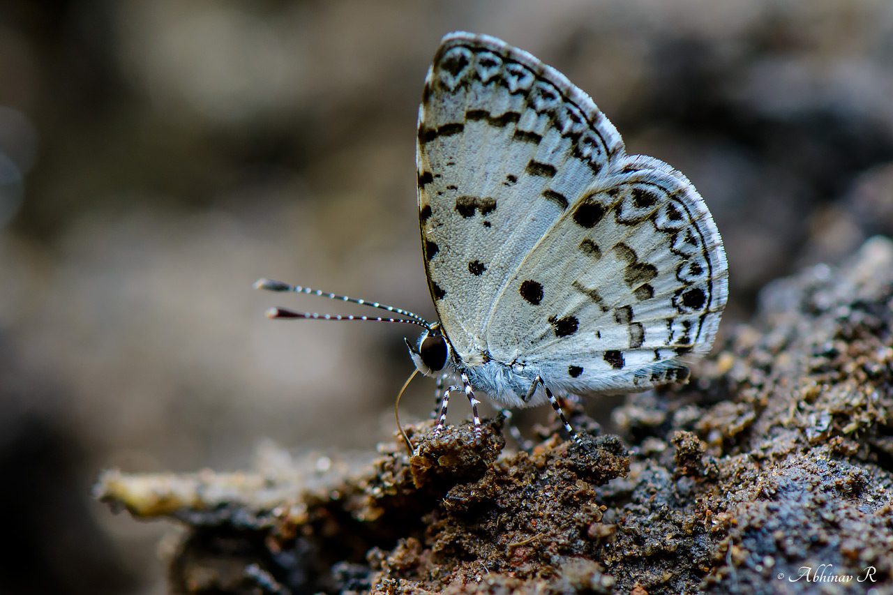 Tailless Malayan – Megisba malaya thwaitesi