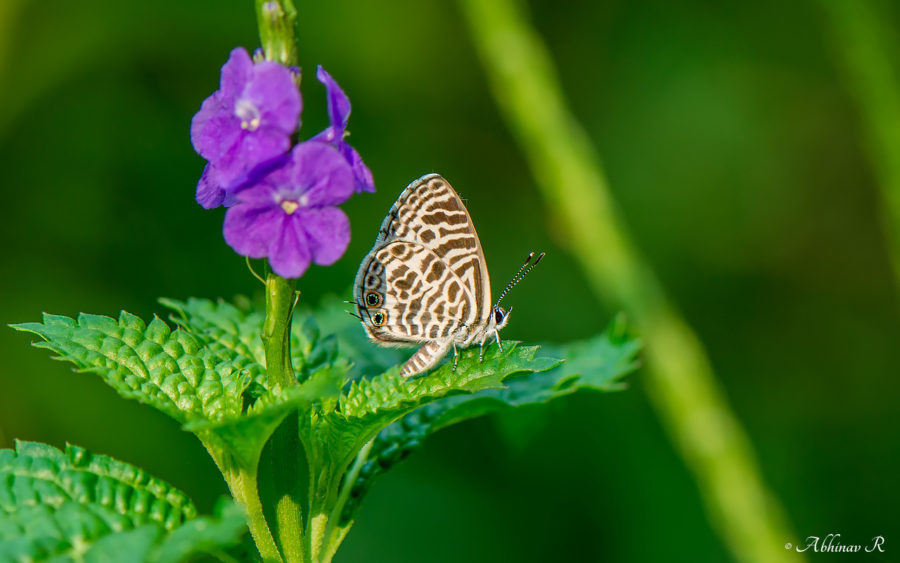 Zebra Blue - Leptoptes plinius  - Thattekad