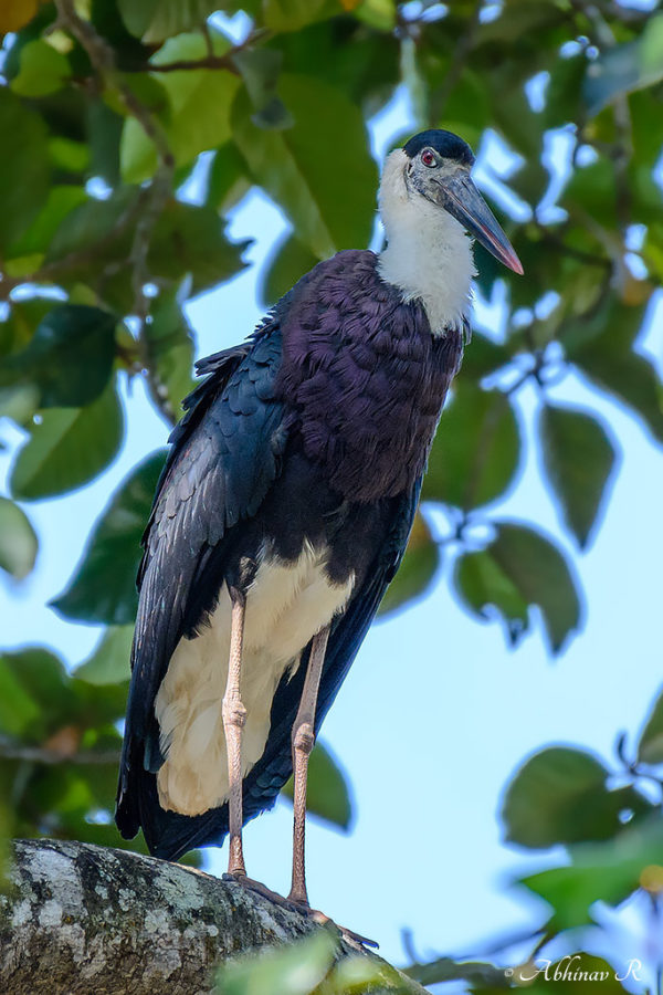 Woolly-necked Stork - Ciconia episcopus