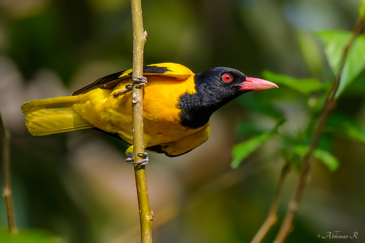 Black-hooded Oriole – Oriolus xanthornus