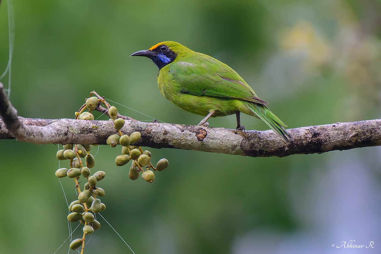 Golden-fronted Leafbird - Chloropsis aurifrons