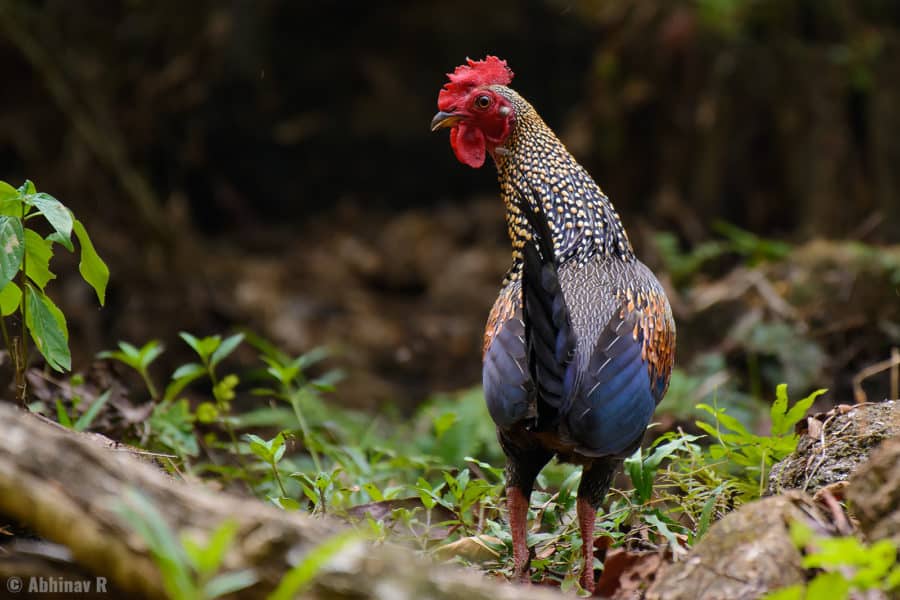 Grey Junglefowl (Gallus sonneratii) - Thattekad