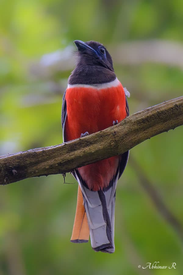 Nikon 200-500mm f5.6E Vibration Reduction (VR)