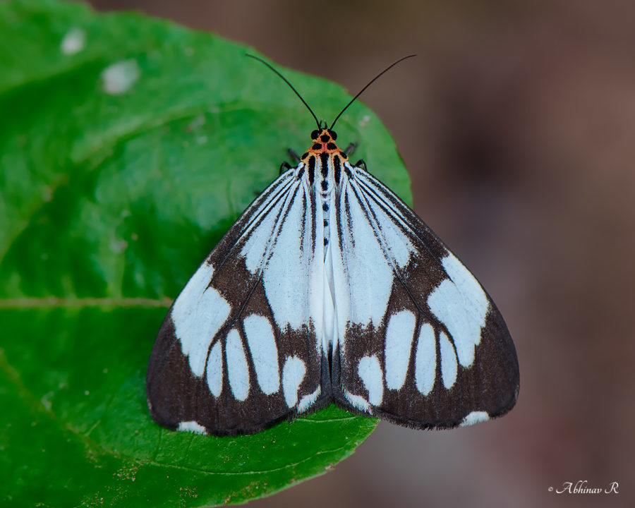 Marbled White Moth - Nyctemera coleta