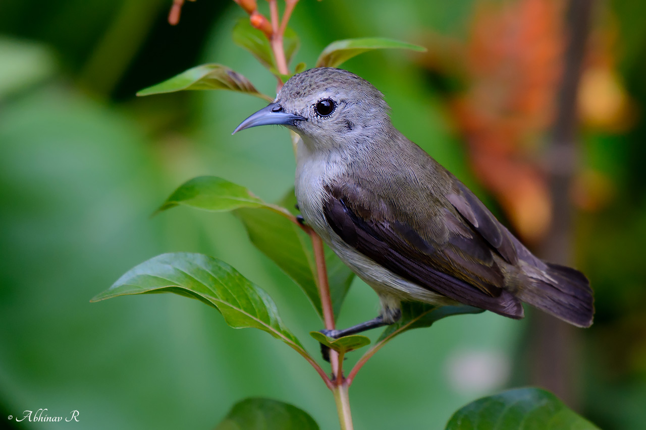Nilgiri Flowerpecker – Dicaeum concolor