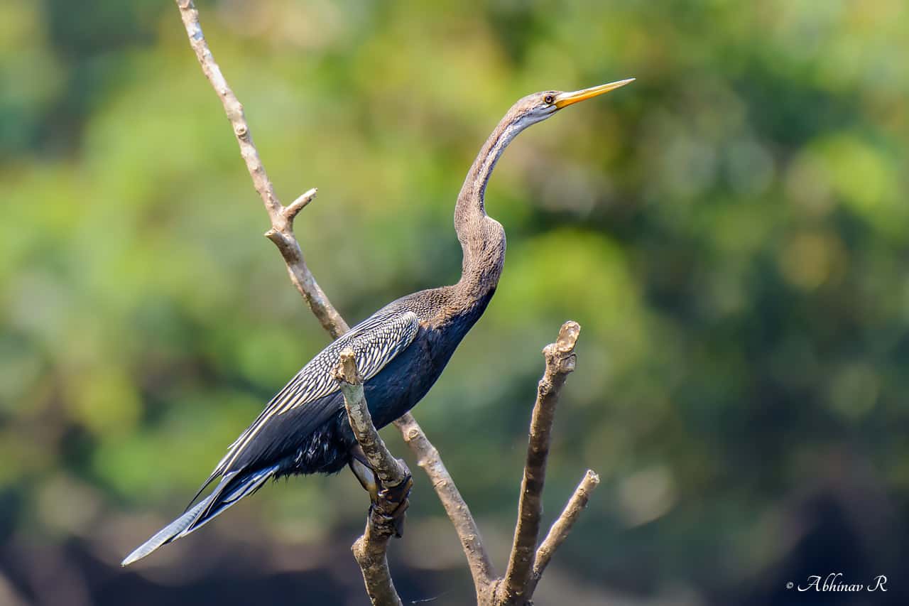 Oriental Darter (Anhinga melanogaster) - Thattekad