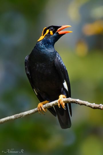 Southern Hill Myna - Gracula indica