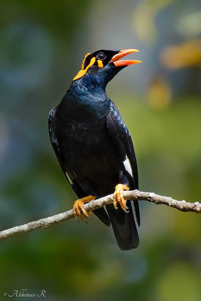 Southern Hill Myna - Gracula indica