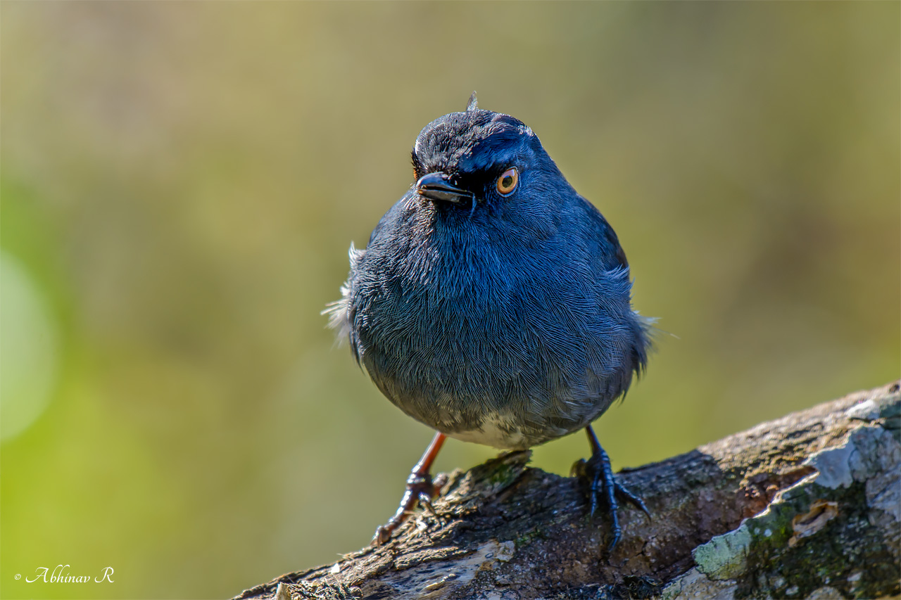 White-bellied Blue Robin