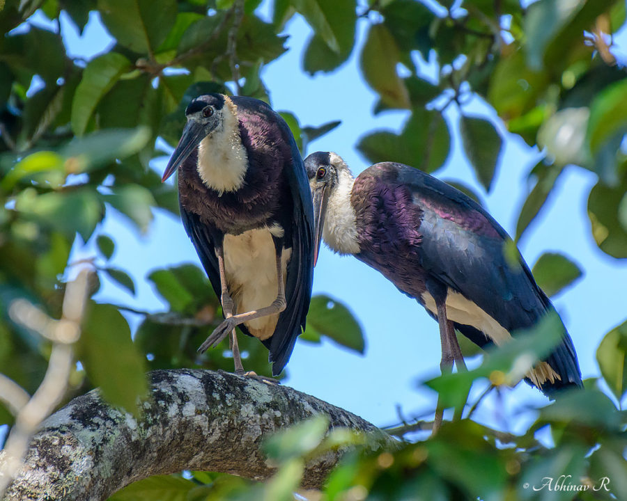 Woolly-necked Stork
