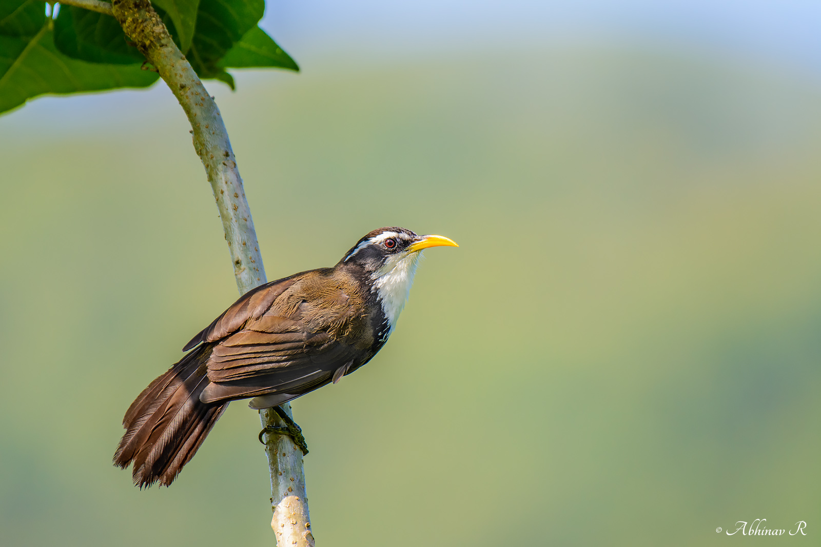 Indian Scimitar Babbler – Pomatorhinus horsfieldii