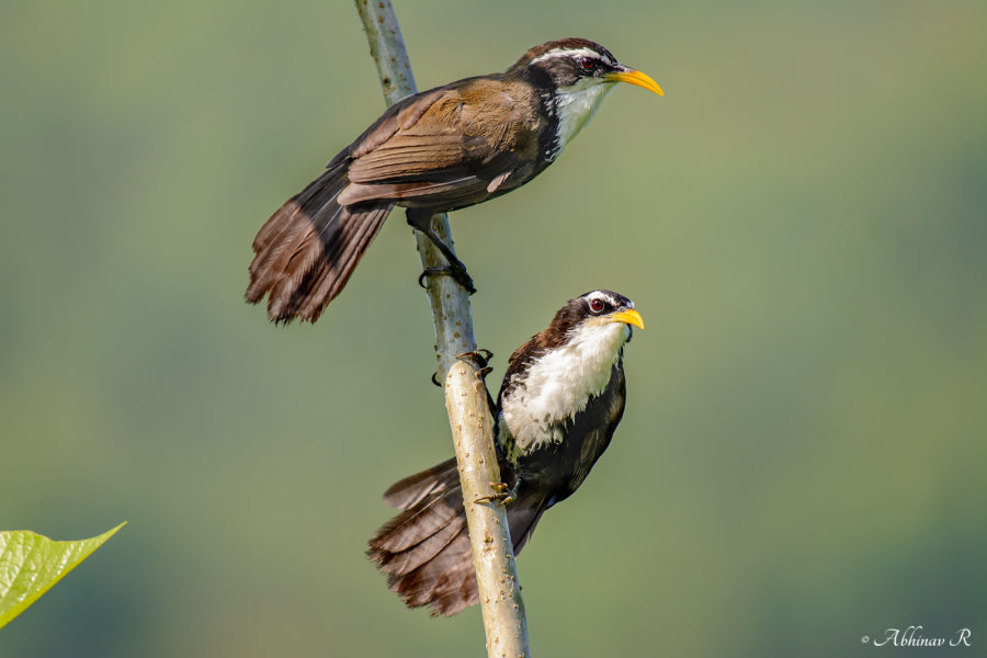 Indian Scimitar Babblers - Pomatorhinus horsfieldii