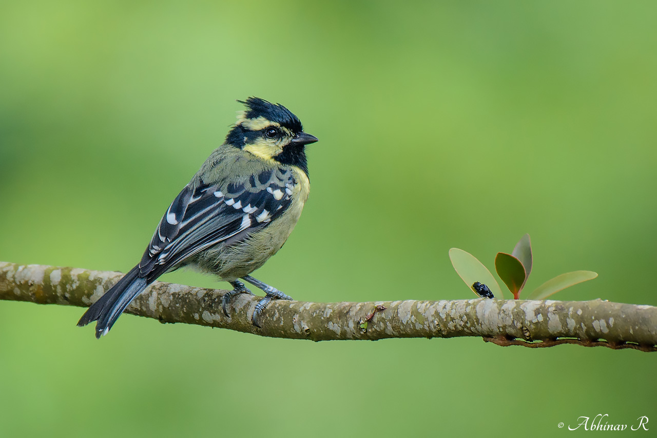 Indian Yellow Tit – Machlolophus aplonotus
