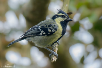 Indian Yellow Tit - Machlolophus aplonotus