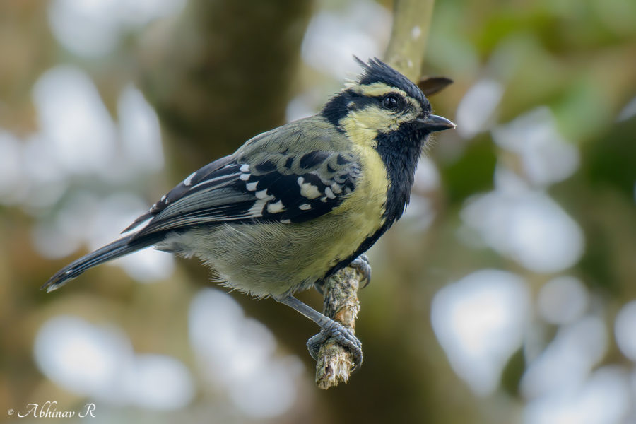 Indian Yellow Tit - Machlolophus aplonotus
