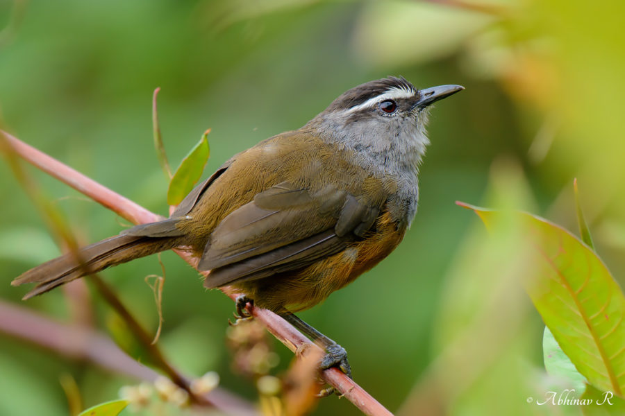 Kerala Laughingthrush