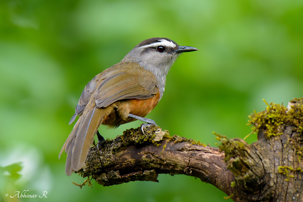 Kerala Laughingthrush – Trochalopteron fairbanki