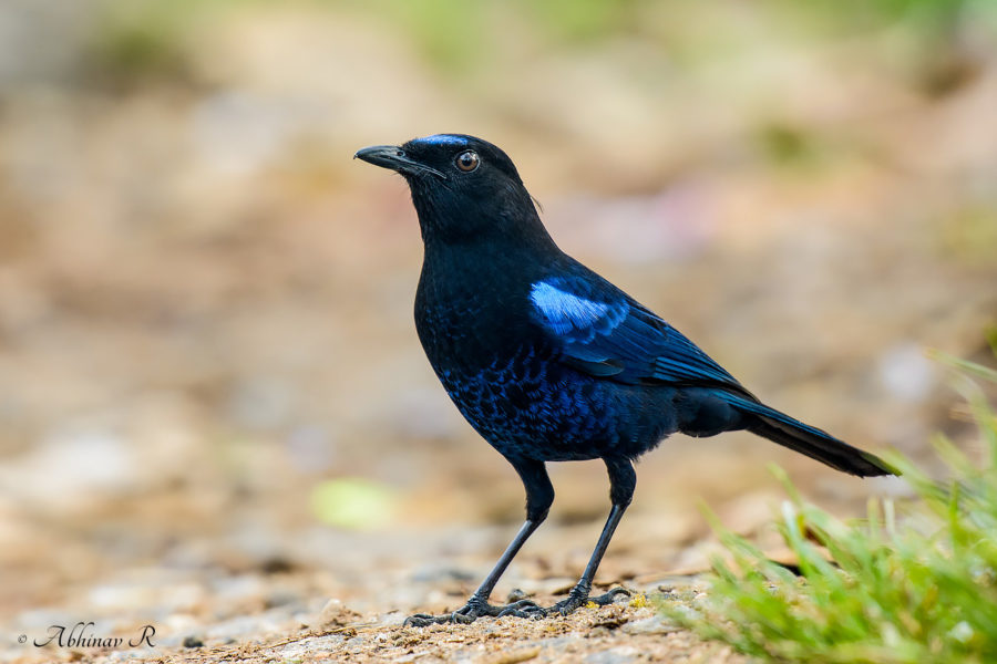 Malabar Whistling Thrush - Myophonus horsfieldii