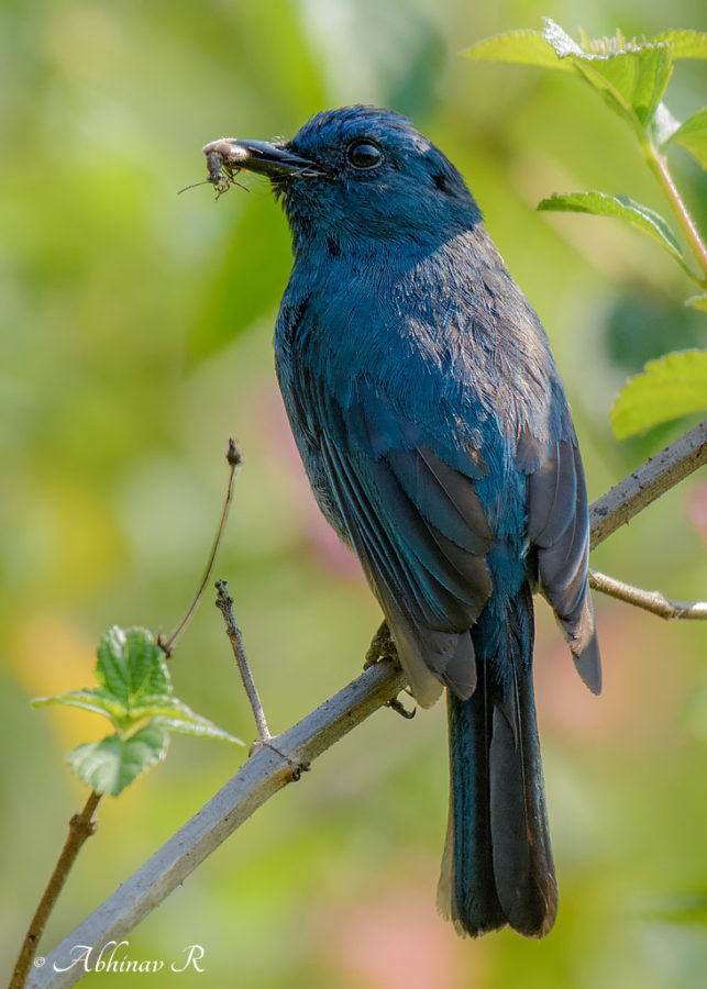 Nilgiri Flycatcher - Eumyias albicaudatus