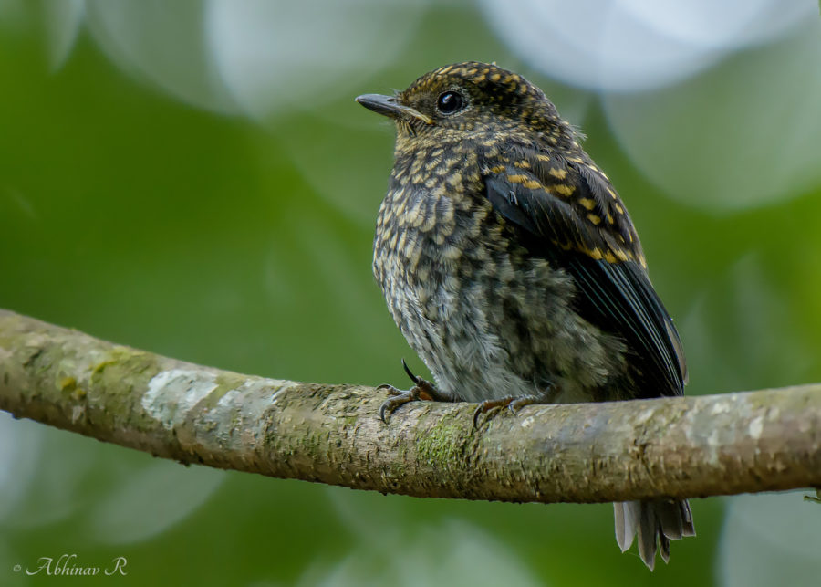 Nilgiri Flycatcher - Juvenile - Eumyias albicaudatus