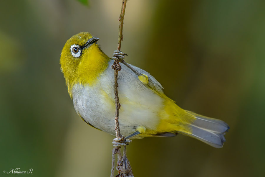 Oriental White-eye - Zosterops palpebrosus