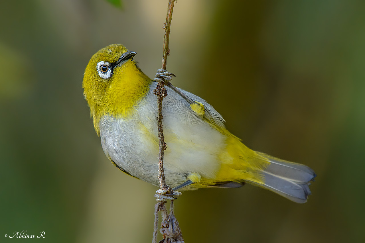 Oriental White-eye – Zosterops palpebrosus