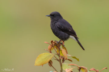 Pied Bushchat - Saxicola caprata