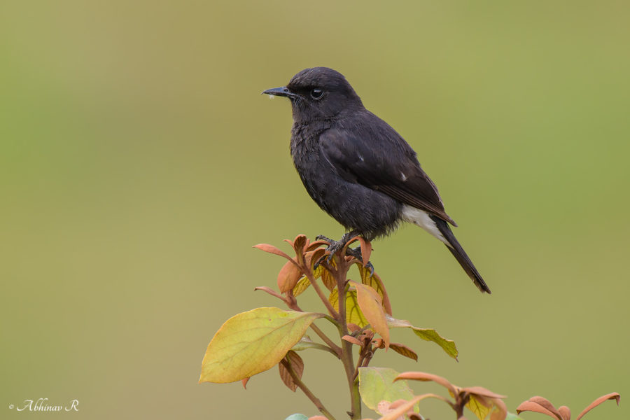 Pied Bushchat - Saxicola caprata