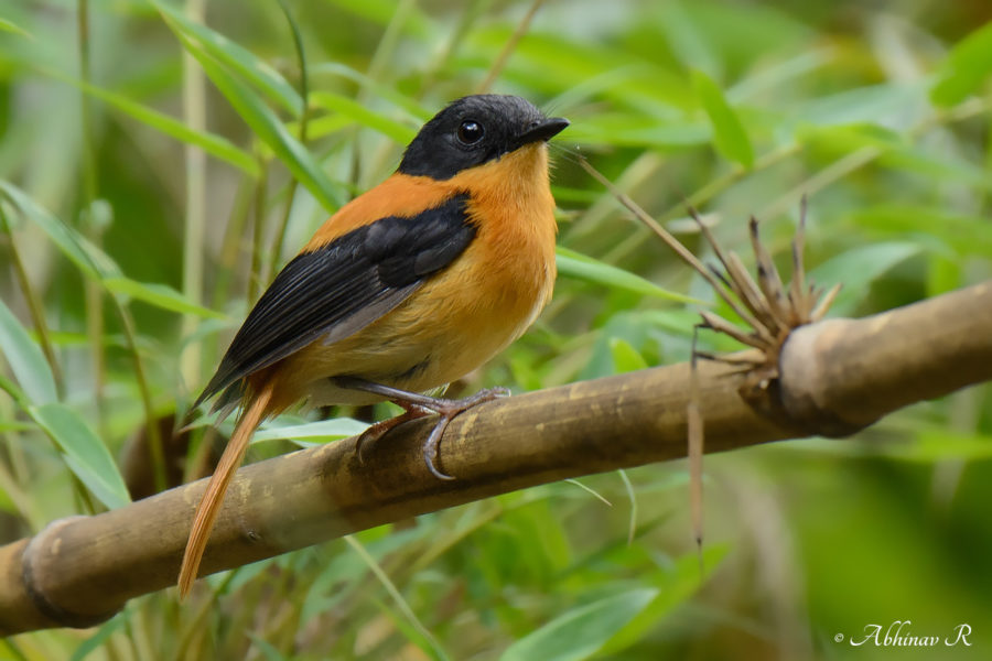 Black and Orange Flycatcher - Ficedula nigrorufa