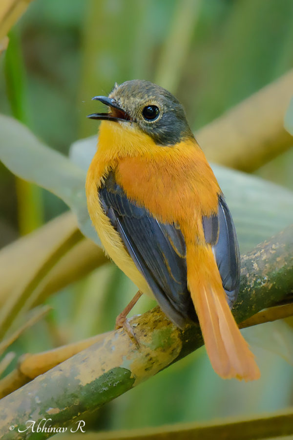 Black and Orange Flycatcher - Female - Ficedula nigrorufa