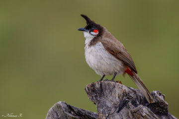 Red-whiskered Bulbul - pycnonotus jocosus