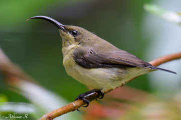 Loten's Sunbird Female - Cinnyris Lotenius